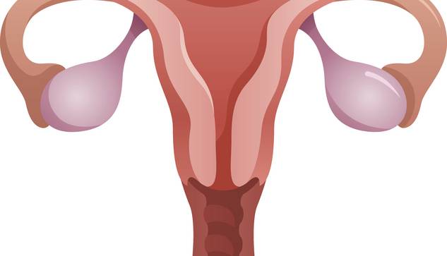Illustration des menschlichen weiblichen Fortpflanzungssystems mit der Gebärmutter in der Mitte, zwei Eileitern, die nach außen verlaufen, und Eierstöcken an beiden Enden. Das Bild ist anatomisch stilisiert und verwendet rosa und rote Farbtöne.